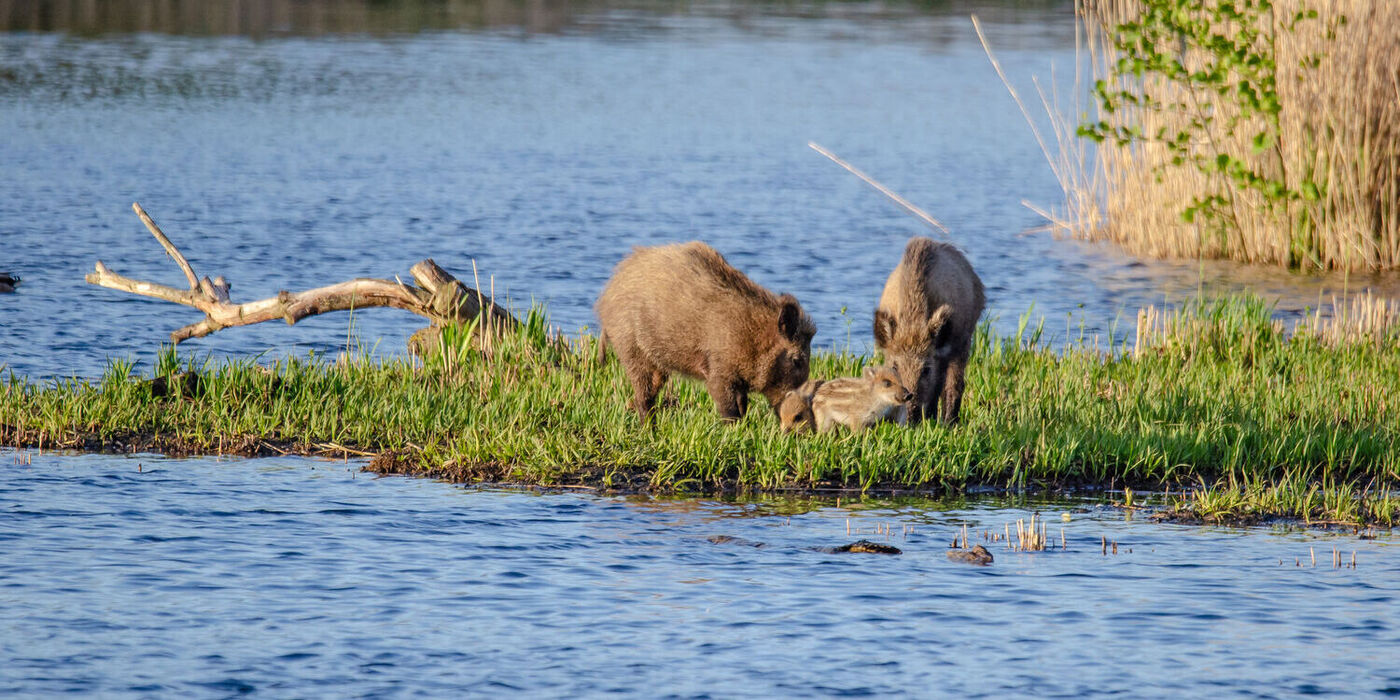 Ontdek de Big Five van het Kempenbroek