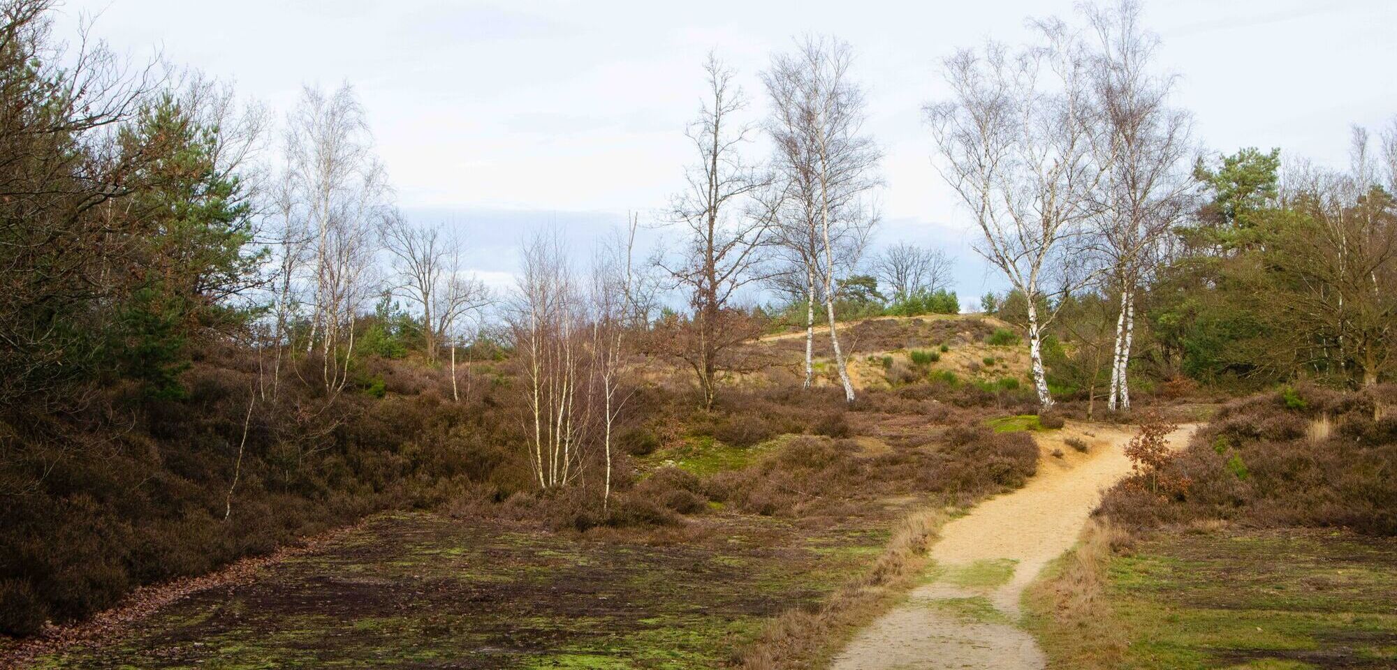 Stuifzanden en landduinen in de Duinengordel