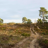 Stuifzanden en landduinen in de Duinengordel