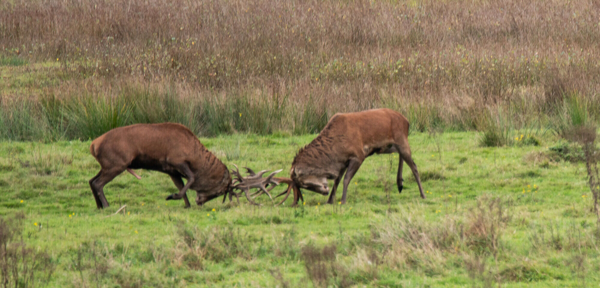 Hertenbronst in het Weerterbos