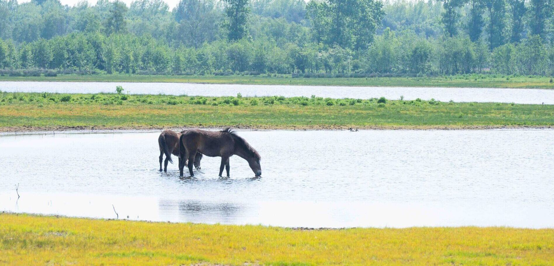 Loozerheide (NL), Struinen tussen Taurossen en Exmoor pony's