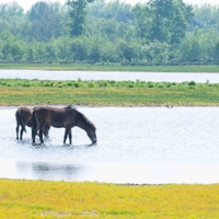 Loozerheide (NL), Struinen tussen Taurossen en Exmoor pony's