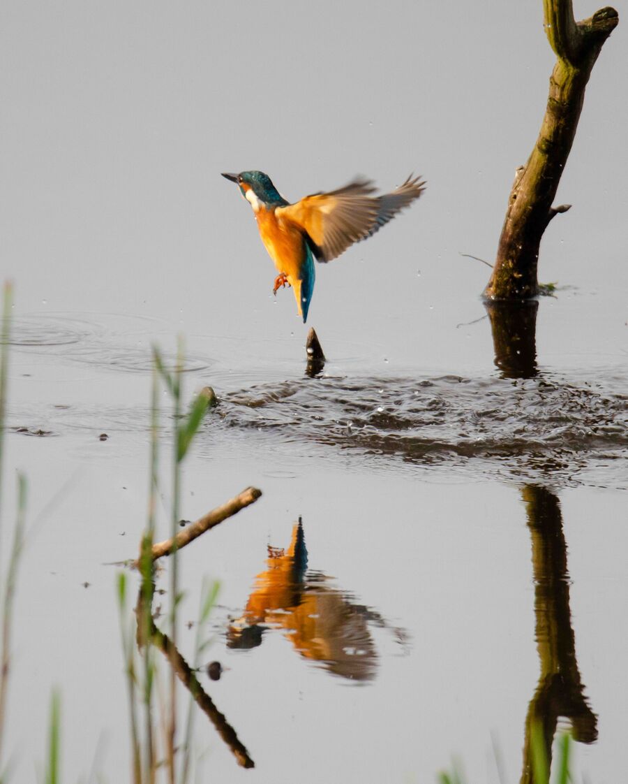 Natuurfotografie alom